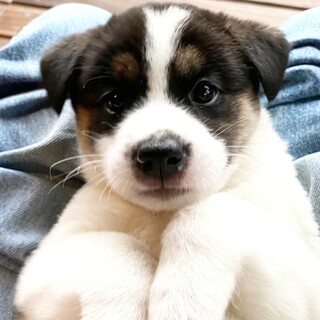 ◆一旦募集停止◆参上！！綺麗な柄の牛若丸くん