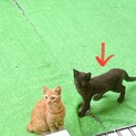 可愛い黒猫の子猫ちゃんです