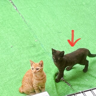 可愛い黒猫の子猫ちゃんです