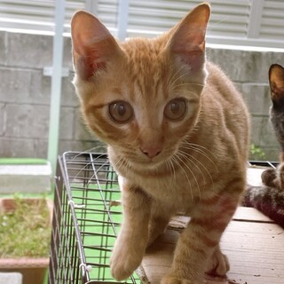 可愛い茶トラの子猫です