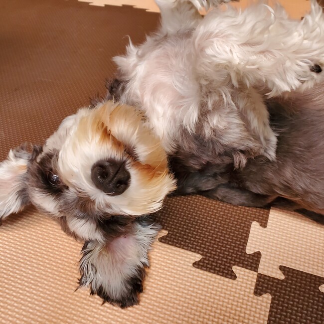 HazMiのカバー写真