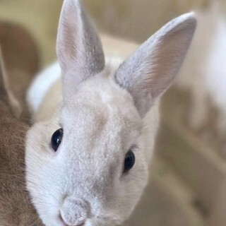 2歳のうさちゃん♂大募集