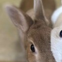 2歳のうさちゃん♀大募集