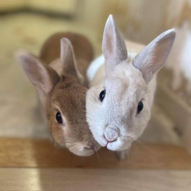 めぐすのカバー写真