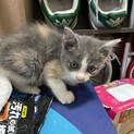 子猫　里親募集　家の前に捨てられてました。