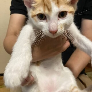 僕達、可愛い茶白柄の兄弟だにゃ♡１匹ずつでも可能