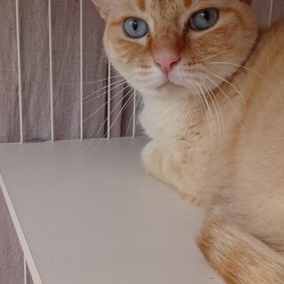 ブルーの瞳が美しい「きんつば」