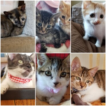 優しい里親様が見つかり幸せになったにゃん子達保健所や愛嬌センターに収容された猫ちゃん達がずっとのお家を待っています。