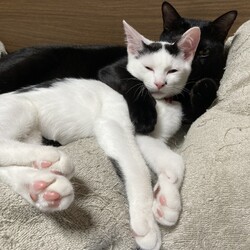 まつりさん、生後約４ヶ月