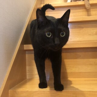 甘えん坊のメロンくん&茶白のミナちゃん