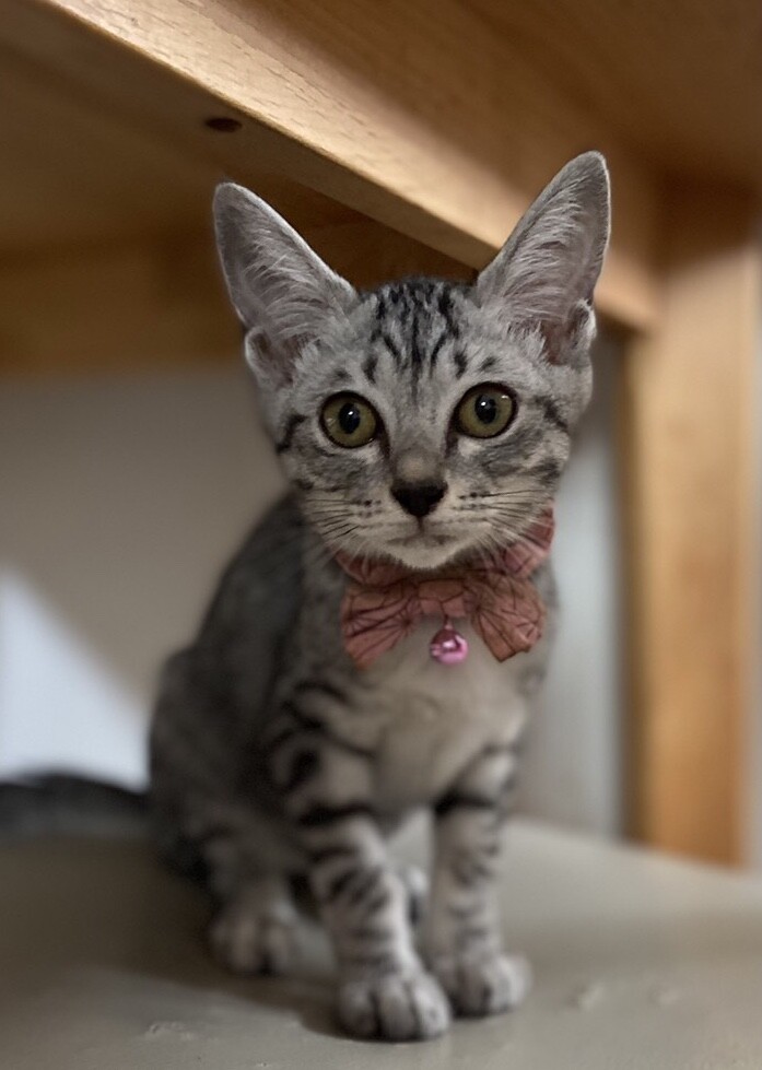 シャイなサバトラ猫みうちゃん サムネイル2