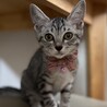 シャイなサバトラ猫みうちゃん サムネイル2