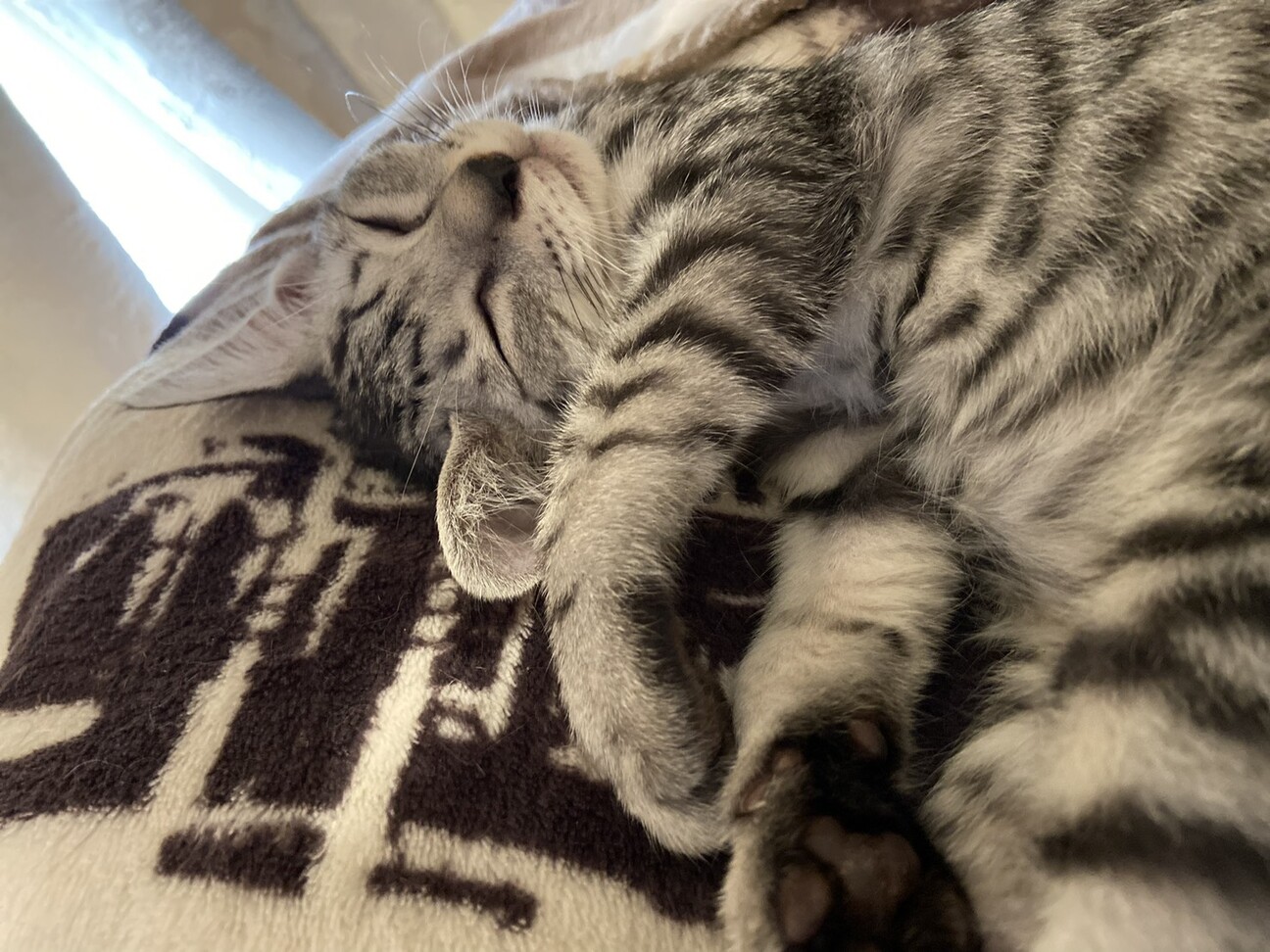 シャイなサバトラ猫みうちゃん サムネイル4