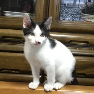 終生飼える方求む