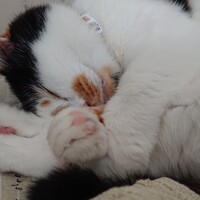 ミー