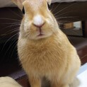 佐渡っこ二世　元気な女の子