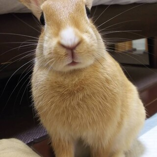 佐渡っこ二世　元気な女の子