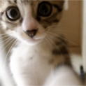 3本足猫 約生後50日