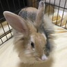 佐渡っこ二世　ふわふわライオンちゃん サムネイル2