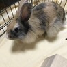 佐渡っこ二世　ふわふわライオンちゃん サムネイル3
