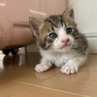 家族を探しています