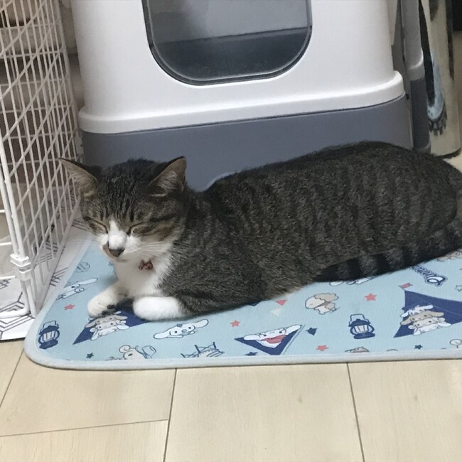 ぬょのカバー写真