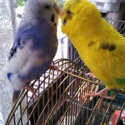 生活環境変化による飼育困難