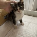 里親さん募集してます