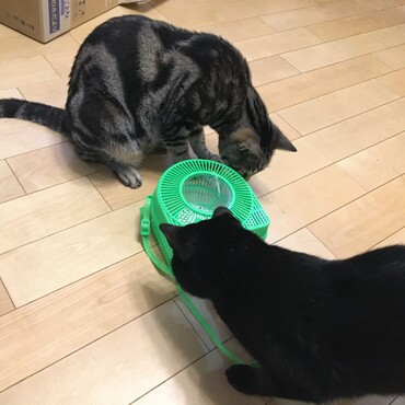バッタとカマキリに興味津々。