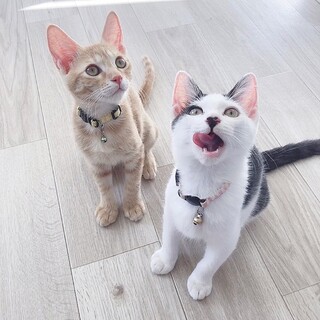 仲良しすぎて一緒のおうちを探してます♡