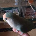 コザクラインコ里親募集