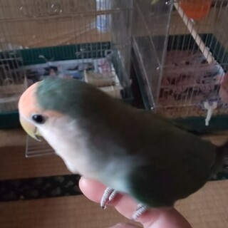 コザクラインコ里親募集