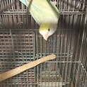 コザクラインコ里親募集