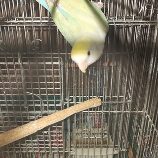 コザクラインコ里親募集