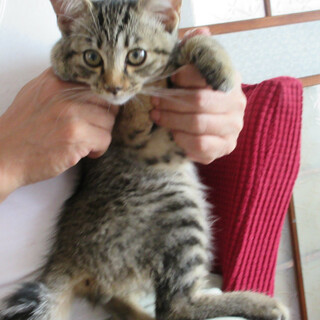 幸運の鍵しっぽ？抱っこもできる元気なクーちゃん