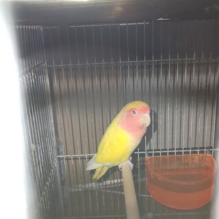 コザクラインコ里親募集