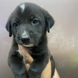 仮名　あおくん　