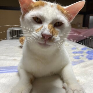 超絶甘えん坊なぺろぺろ甘噛みにゃんこ✩しろくん✩.