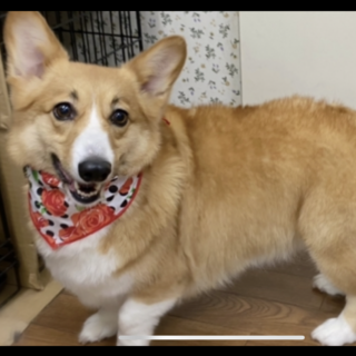 元気いっぱいで人懐っこいコーギーの女の子