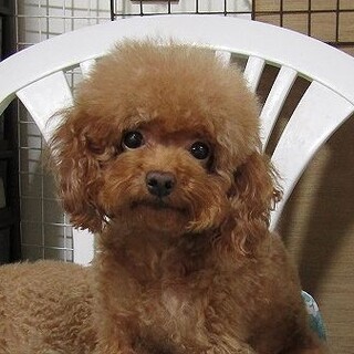 穏やかな性格のベビーフェイスの可愛い女の子