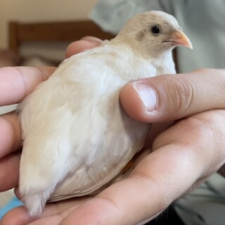 素敵な里親様決定しました♫