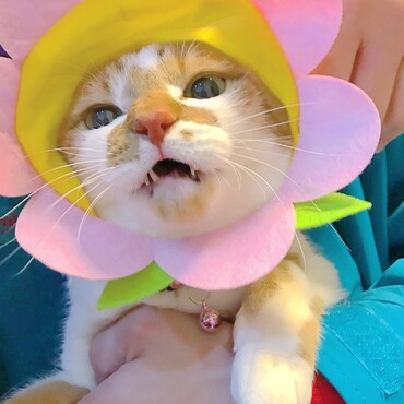 の写真