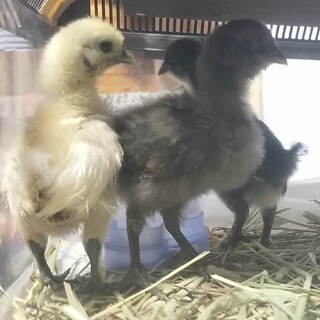 烏骨鶏の雛の里親様募集中です