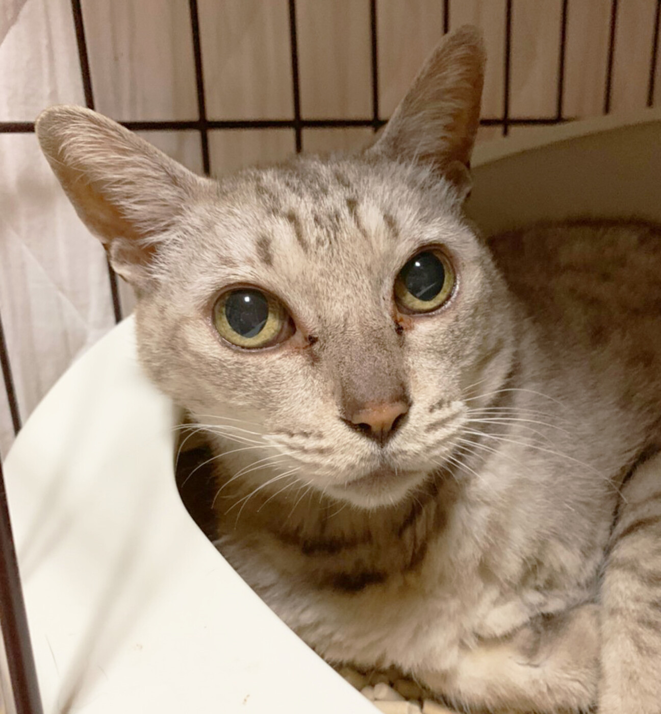 甘えんぼでおっとりしたお 富山県 猫の里親募集 ペットのおうち 月間利用者150万人