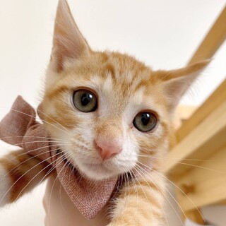 のんたん　【兄弟２匹一緒のおうち希望です】