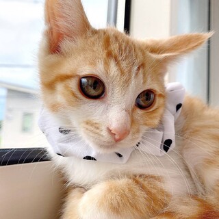 ここまる　【兄弟２匹一緒のおうち希望です】