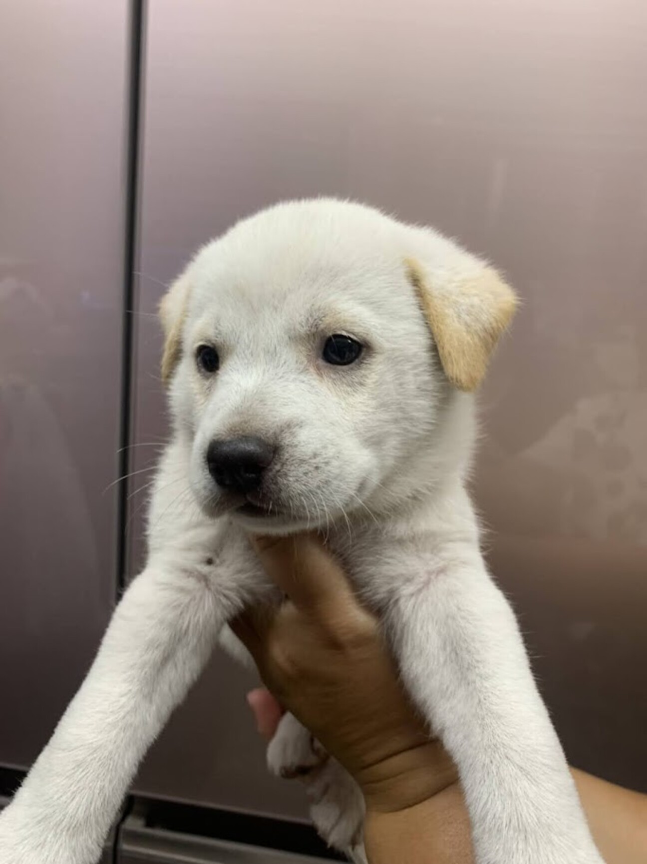 仮名 スノウくん 山口県 犬の里親募集 ペットのおうち 月間利用者150万人