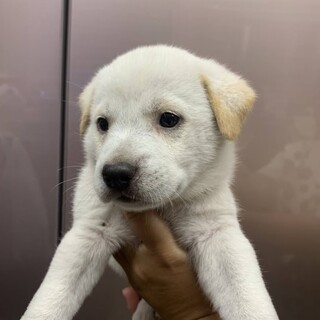 仮名　スノウくん　