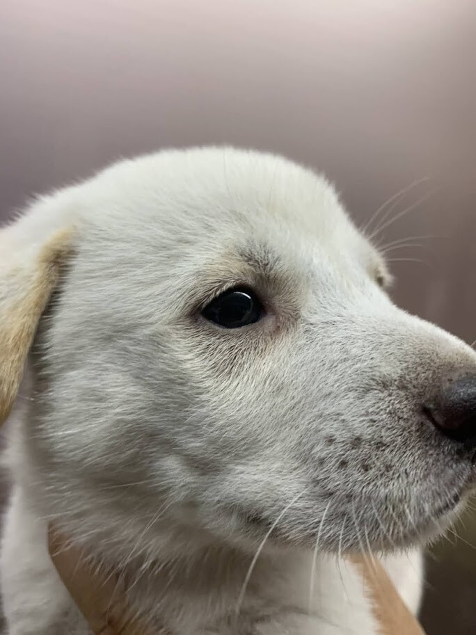仮名 スノウくん 山口県 犬の里親募集 ペットのおうち 月間利用者150万人