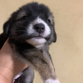 仮名　チョコちゃん　